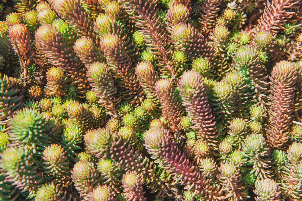 50 Blue Spruce Sedum Reflexum Succulent Seeds - Goldmoss Stonecrop - Image 6