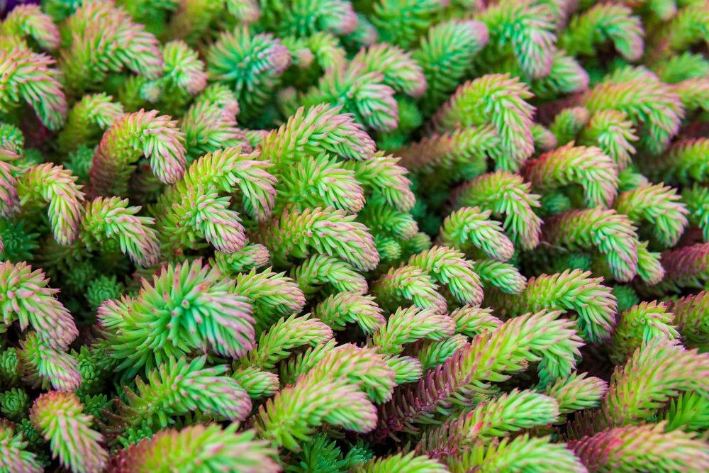 50 Blue Spruce Sedum Reflexum Succulent Seeds - Goldmoss Stonecrop - Image 7