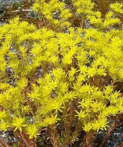 50 Blue Spruce Sedum Reflexum Succulent Seeds - Goldmoss Stonecrop - Image 8