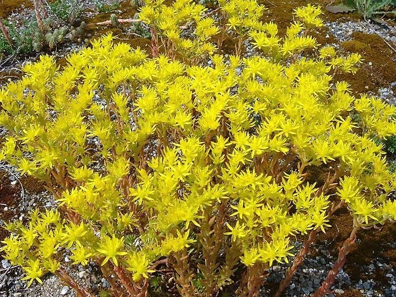 50 Blue Spruce Sedum Reflexum Succulent Seeds - Goldmoss Stonecrop - Image 8