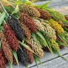 50 Broomcorn Sorghum Bicolor Red Seeds - Colored Uprights, Drought Tolerant - Image 1