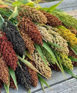 50 Broomcorn Sorghum Bicolor Red Seeds - Colored Uprights, Drought Tolerant - Image 1