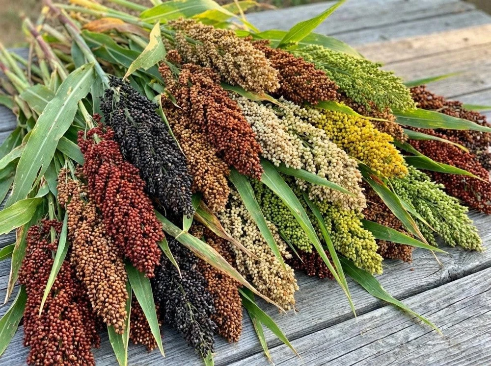 50 Broomcorn Sorghum Bicolor Red Seeds - Colored Uprights, Drought Tolerant - Image 1