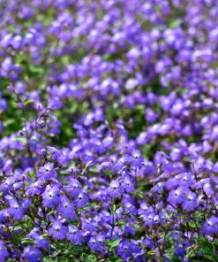 50 Browallia Americana Amethyst Flower Seeds - Violet Blue Bush Flowers - Image 2