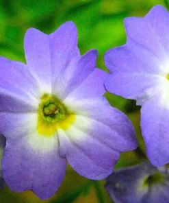 50 Browallia Americana Amethyst Flower Seeds - Violet Blue Bush Flowers - Image 5