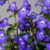 50 Browallia Americana Amethyst Flower Seeds - Violet Blue Bush Flowers - Image 1