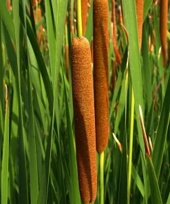 50 Cattail Seeds - Typha Latifolia - Pond & Wetland Grass Seeds - Image 10
