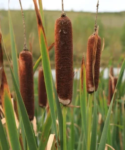 50 Cattail Seeds - Typha Latifolia - Pond & Wetland Grass Seeds - Image 2