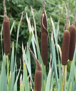 50 Cattail Seeds - Typha Latifolia - Pond & Wetland Grass Seeds - Image 3