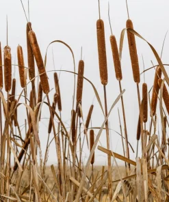 50 Cattail Seeds - Typha Latifolia - Pond & Wetland Grass Seeds - Image 4