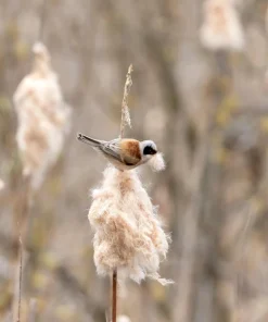 50 Cattail Seeds - Typha Latifolia - Pond & Wetland Grass Seeds - Image 5
