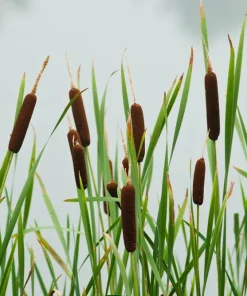 50 Cattail Seeds - Typha Latifolia - Pond & Wetland Grass Seeds - Image 6