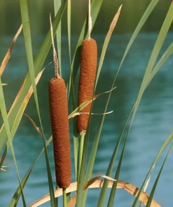 50 Cattail Seeds - Typha Latifolia - Pond & Wetland Grass Seeds - Image 7