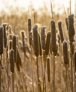 50 Cattail Seeds - Typha Latifolia - Pond & Wetland Grass Seeds - Image 8