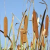 50 Cattail Seeds - Typha Latifolia - Pond & Wetland Grass Seeds - Image 1