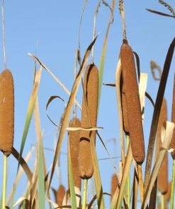 50 Cattail Seeds - Typha Latifolia - Pond & Wetland Grass Seeds - Image 1