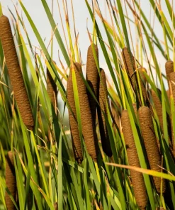 50 Cattail Seeds - Typha Latifolia - Pond & Wetland Grass Seeds - Image 9