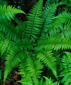 50 Christmas Fern Roots - Live Native Fern Rhizomes, Polystichum acrostichoides, Outdoor Evergreen Perennial - Image 1