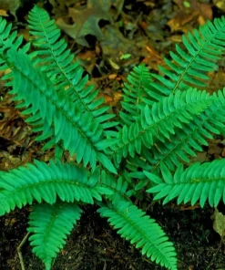 50 Christmas Fern Roots - Live Native Fern Rhizomes, Polystichum acrostichoides, Outdoor Evergreen Perennial - Image 4