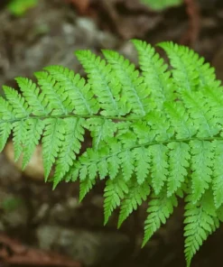 50 Christmas Fern Roots - Live Native Fern Rhizomes, Polystichum acrostichoides, Outdoor Evergreen Perennial - Image 7