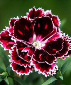 50 Dianthus Chinensis Black & White Flower Seeds - Velvet 'n Lace - Image 2