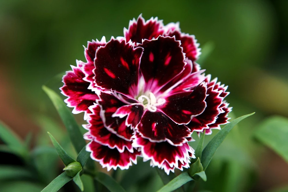 50 Dianthus Chinensis Black & White Flower Seeds - Velvet 'n Lace - Image 2
