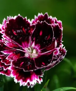 50 Dianthus Chinensis Black & White Flower Seeds - Velvet 'n Lace - Image 3