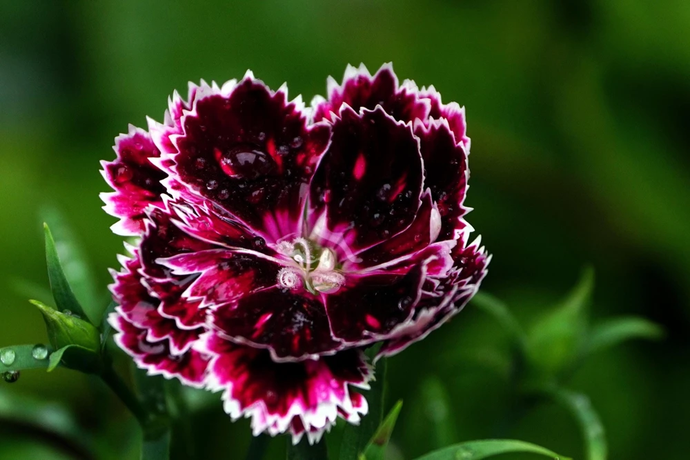 50 Dianthus Chinensis Black & White Flower Seeds - Velvet 'n Lace - Image 3