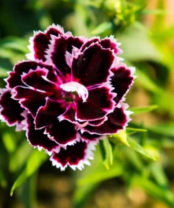 50 Dianthus Chinensis Black & White Flower Seeds - Velvet 'n Lace - Image 4