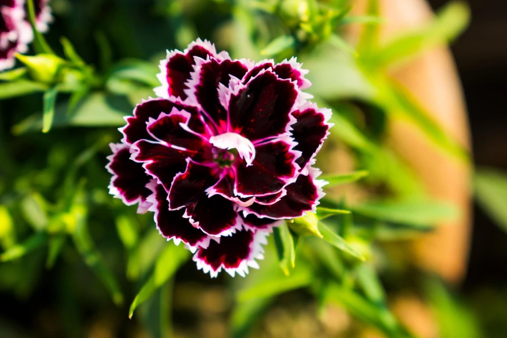 50 Dianthus Chinensis Black & White Flower Seeds - Velvet 'n Lace - Image 4