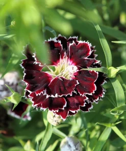 50 Dianthus Chinensis Black & White Flower Seeds - Velvet 'n Lace - Image 5
