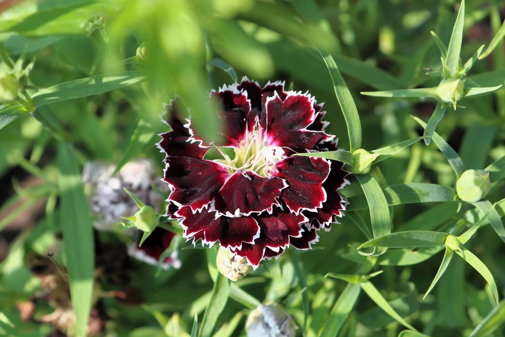 50 Dianthus Chinensis Black & White Flower Seeds - Velvet 'n Lace - Image 5