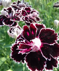 50 Dianthus Chinensis Black & White Flower Seeds - Velvet 'n Lace - Image 6
