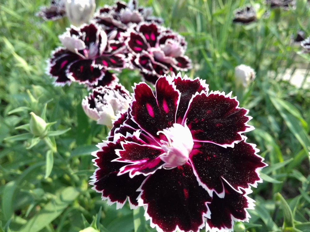 50 Dianthus Chinensis Black & White Flower Seeds - Velvet 'n Lace - Image 6