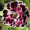 50 Dianthus Chinensis Black & White Flower Seeds - Velvet 'n Lace - Image 1