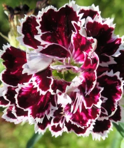 50 Dianthus Chinensis Black & White Flower Seeds - Velvet 'n Lace - Image 1