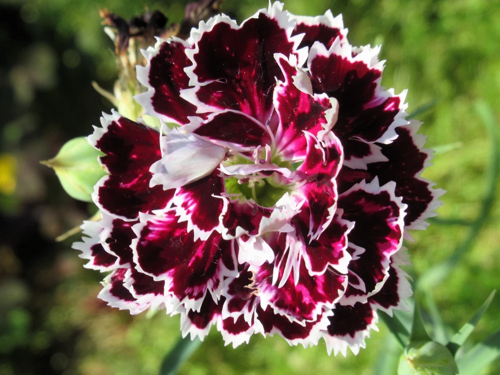 50 Dianthus Chinensis Black & White Flower Seeds - Velvet 'n Lace - Image 1