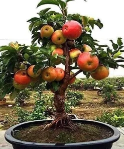 50 Dwarf Bonsai Apple Seeds – Mini Planter Fruit Tree Seeds – Edible - Image 2