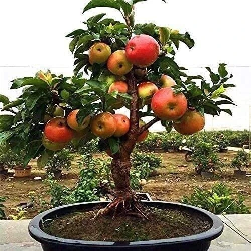 50 Dwarf Bonsai Apple Seeds – Mini Planter Fruit Tree Seeds – Edible - Image 2