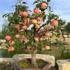 50 Dwarf Bonsai Apple Seeds – Mini Planter Fruit Tree Seeds – Edible - Image 1
