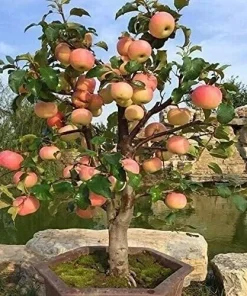 50 Dwarf Bonsai Apple Seeds – Mini Planter Fruit Tree Seeds – Edible - Image 1