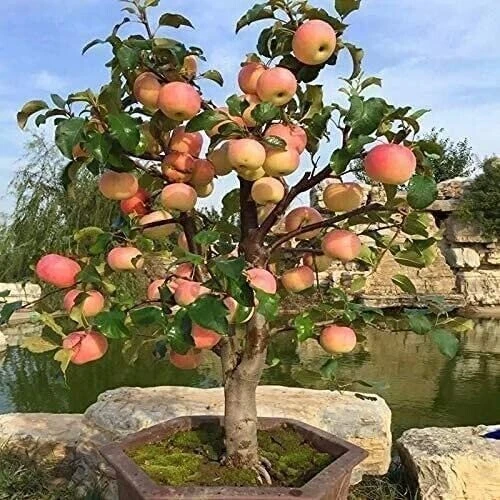 50 Dwarf Bonsai Apple Seeds – Mini Planter Fruit Tree Seeds – Edible - Image 1