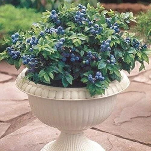 50 Dwarf Bonsai Blueberry Seeds - Mini Edible Bush Tree - Image 3