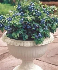 50 Dwarf Bonsai Blueberry Seeds - Mini Edible Bush Tree Seeds - Image 3