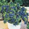 50 Dwarf Bonsai Blueberry Seeds - Mini Edible Bush Tree - Image 1