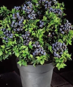 50 Dwarf Bonsai Blueberry Seeds - Mini Edible Fruit Bush Tree - Image 2