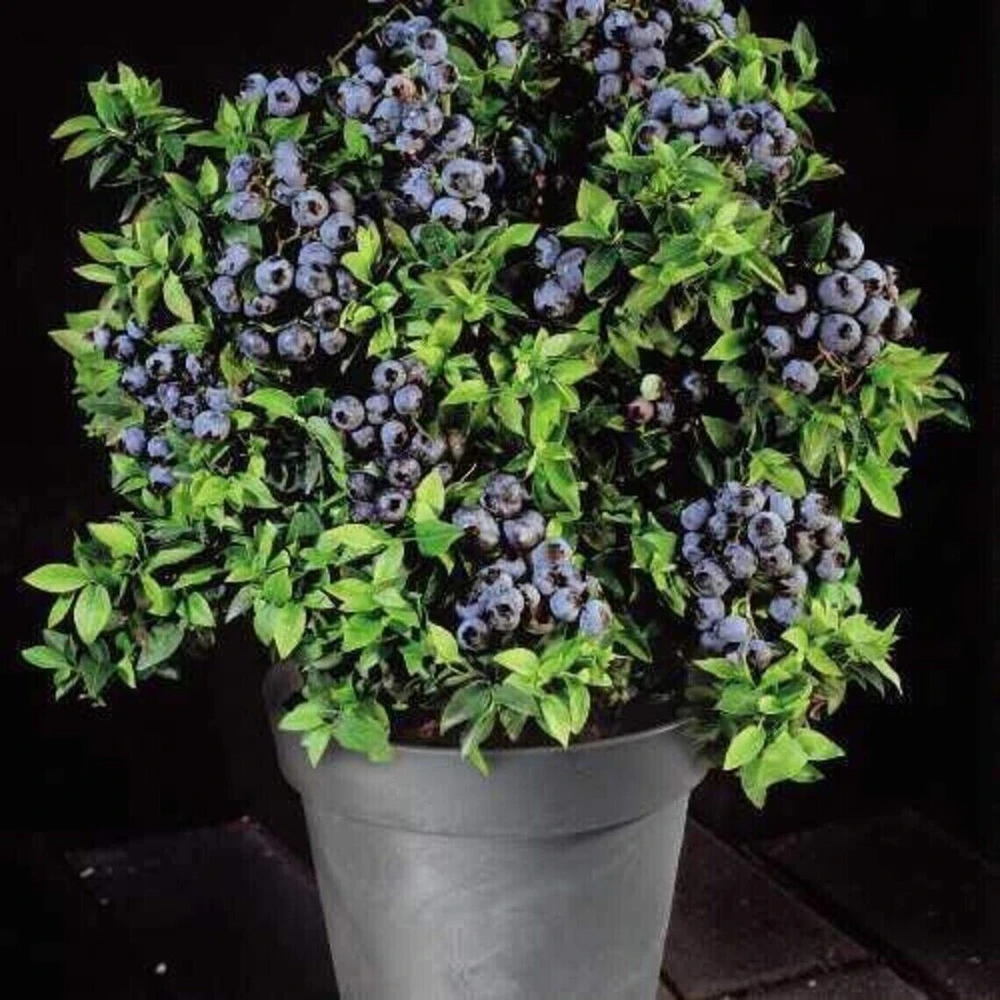 50 Dwarf Bonsai Blueberry Seeds - Mini Edible Fruit Bush Tree - Image 2