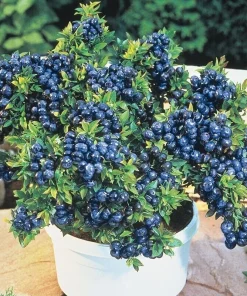 50 Dwarf Bonsai Blueberry Seeds - Mini Edible Fruit Bush Tree - Image 1