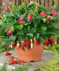 50 Dwarf Bonsai Strawberry Seeds - Edible Fruit Plant for Mini Planters - Image 3
