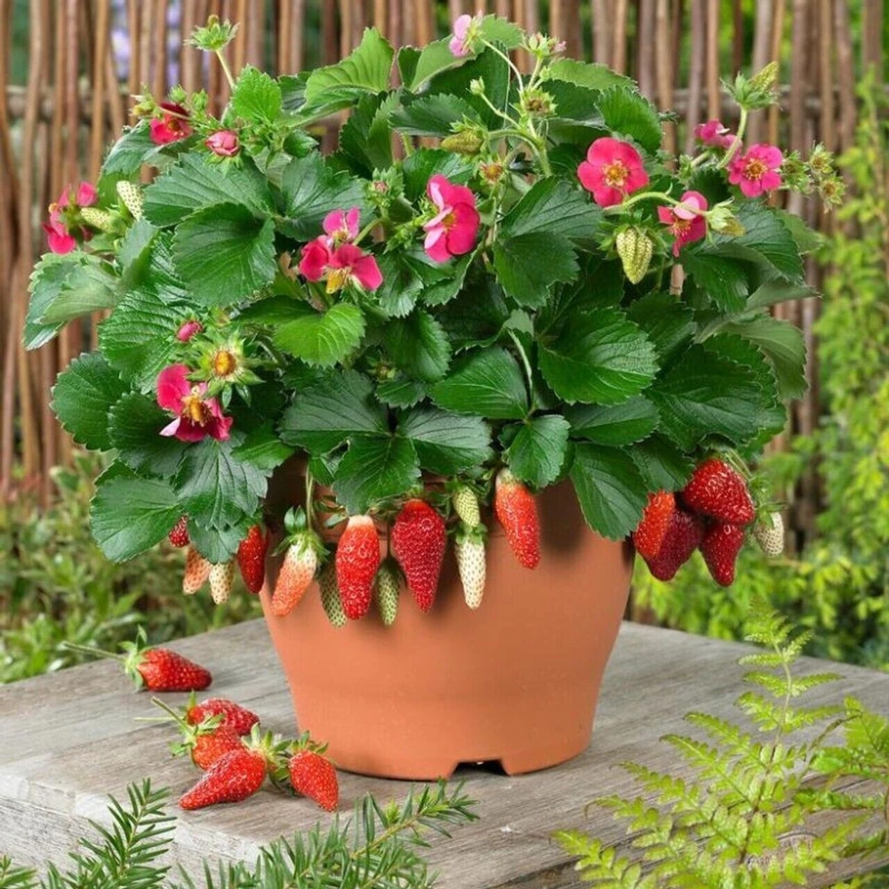 50 Dwarf Bonsai Strawberry Seeds - Edible Fruit Plant for Mini Planters - Image 3